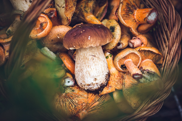 Intossicazioni da funghi: l’epidemia autunnale dei Centri Antiveleni