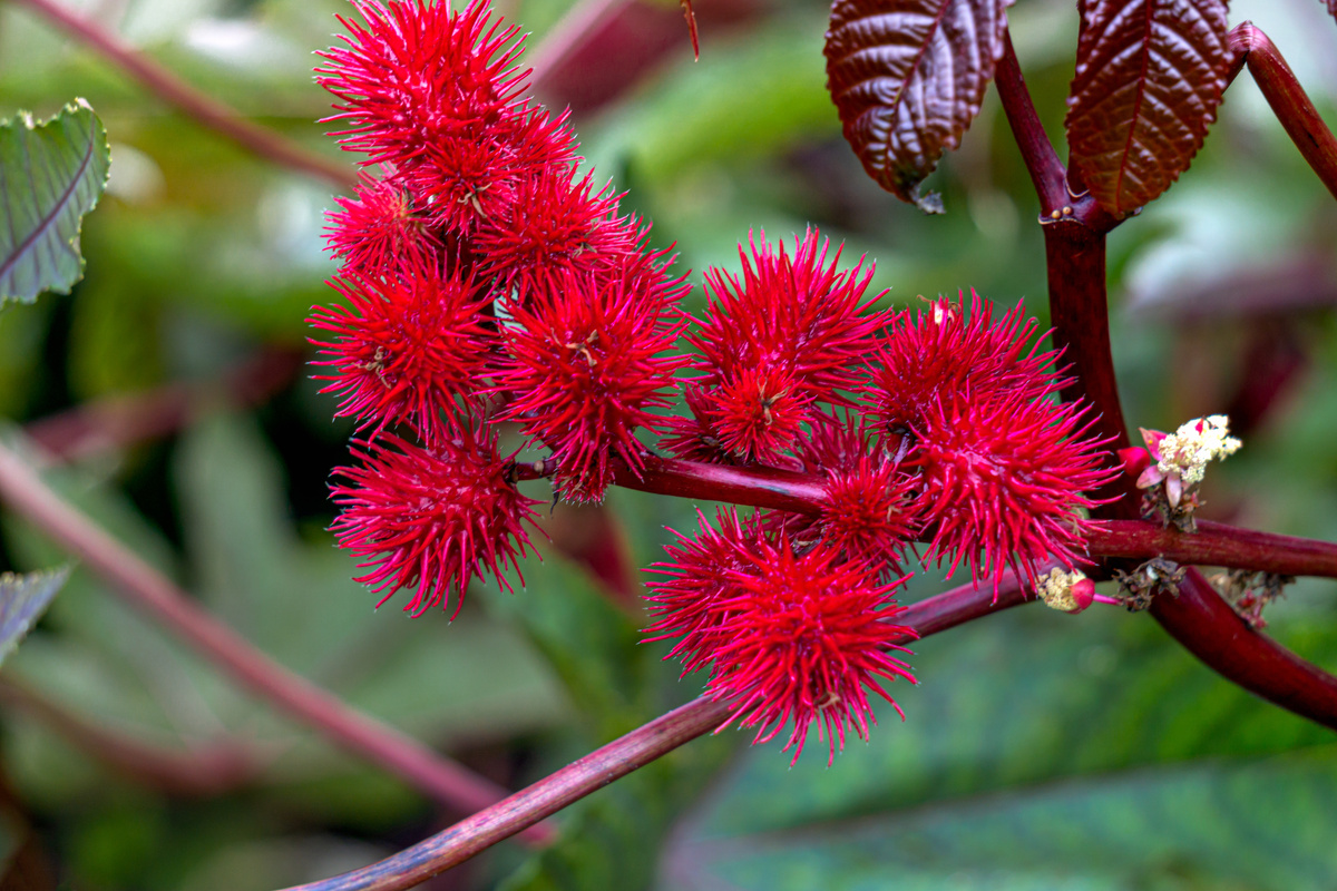 p-strong-di-agnese-g