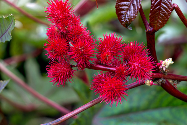 ricina-il-veleno-naturale-piu-potente-al-mondo